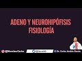 Fisiología - Hipófisis (Hormonas, Regulación de la Adeno y Neurohipófisis)