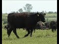 Калининградская область вошла в число лидеров по развитию мясного скотоводства
