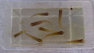 Fish Collecting: US Native Fundulus Species, Topminnows in SW Michigan! NA Killis + a Baby Turtle!