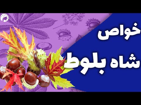 خواص شاه بلوط چیست طرز تهیه و مقدار مصرف شاه بلوط عوارض شاه بلوط