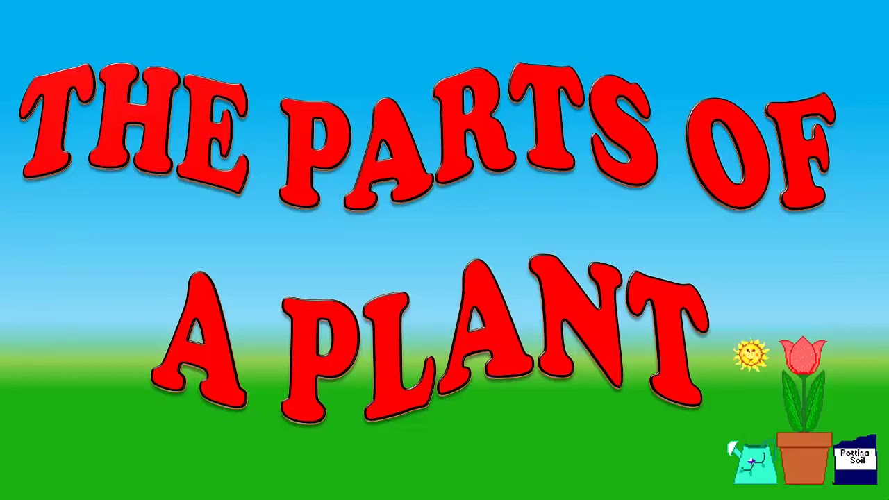 PARTES DE LA PLANTA EN INGLES - YouTube