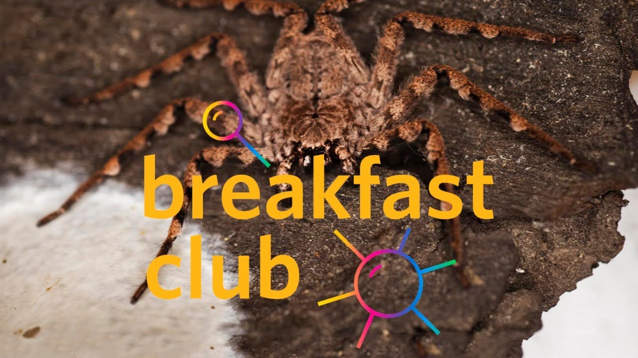 Breakfast Club, Ep. 43: Flattie Spiders With Dr. Sarah Crews