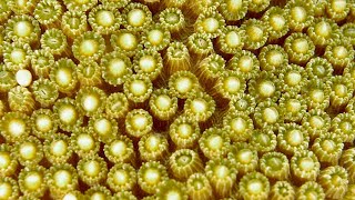 Why Corals Need Sex | bioGraphic