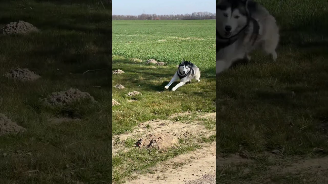 Papa mit den Husky Kira draußen sie darauf freil laufen