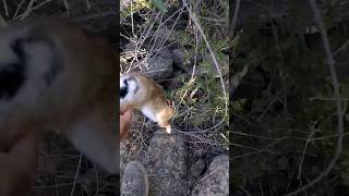 #shorts #vidéos#galgos #dog#hunter #rabbit #saluki #chippiparai #grehound#hunting