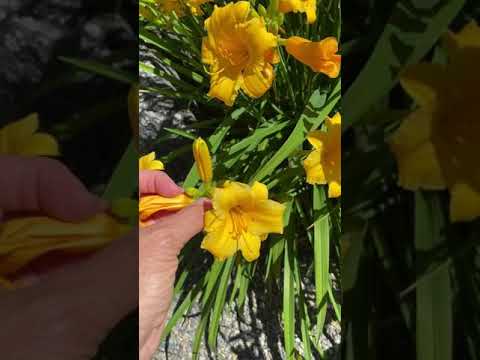 Video: Daylily Deadheading Guide – Lær om fjernelse af brugte Daylily Blooms