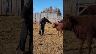 replacement heifers. #simmental #cattlefarm #shorthorn #farming #calves #farmanimal replacement heifers. #simmental #cattlefarm #shorthorn #farming #calves #farmanimal