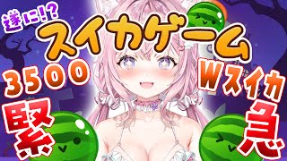 【スイカゲーム】緊急‼‼カボチャになってる⁉間に3500↑＆Wスイカなるか！？？？🎃🎃【博衣こより/ホロライブ】