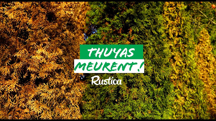 Mes thuyas meurent... Que faire ?