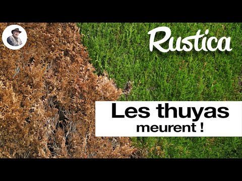 Vidéo: Greffe de thuya : les nuances de la procédure