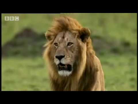 Cheetah vs lion - Big Cat Diary - BBC