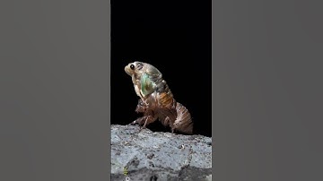 قرآن كريم بصوت الشيخ عبدالله المطرود  سورة #تبارك 🥀
