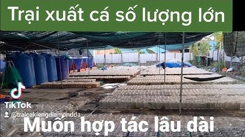 Trại xuất sỉ số lượng lớn các dòng cá kiểng