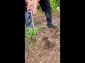 Some amazing farming activities of rural farmers