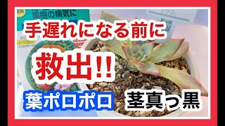 【多肉救出】手遅れになる前の対処法