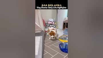 22살 노묘, 오늘 컨디션과 인지력은?_22YO cat! Checking Her Health & Brain Today
