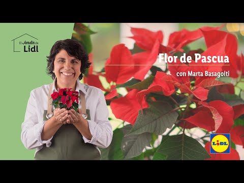Video: Información sobre la flor de Pascua - El cuidado de la flor de Pascua en el jardín