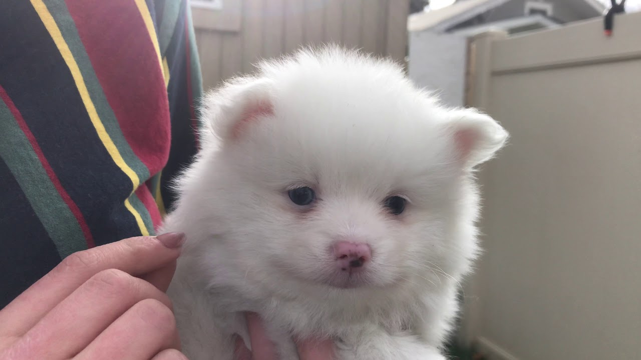 white pomsky with blue eyes