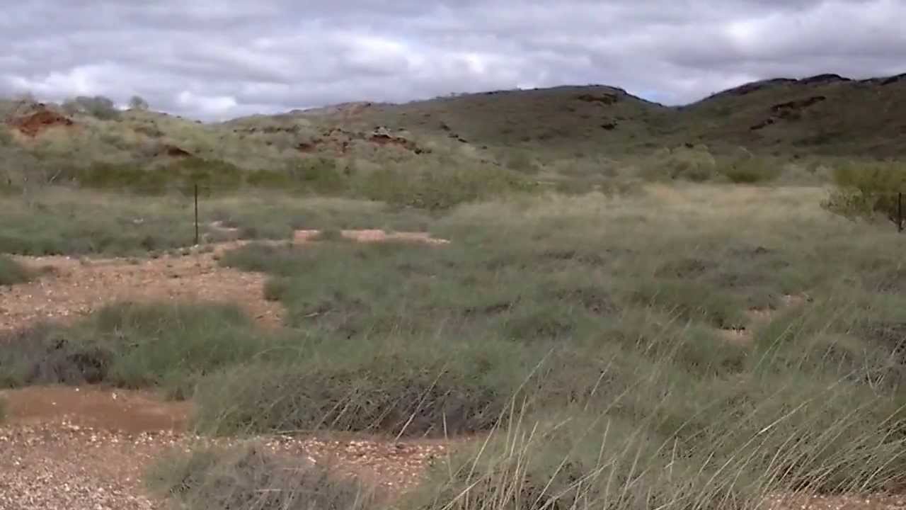 video phone beyonce mp3 Spinifex - great Aussie grasses!