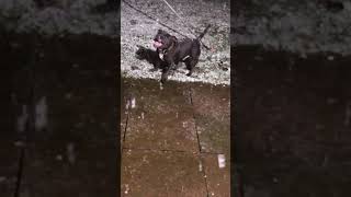 Blue Staffie In The Snow