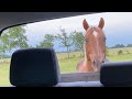 Two Horses Getting Closer - Buddy & Ransom Share The Stall - Buddy Blocks My Truck