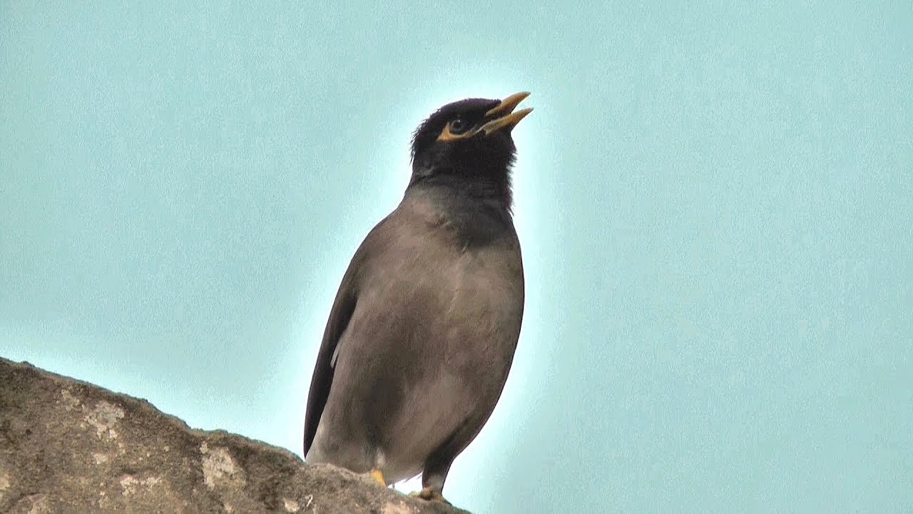 mynah call it spring