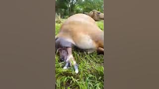 Omg perjuangan sapi melahirkan