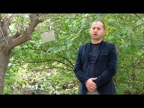 სეს ქვემო ქართლში ფიტოსანიტართა ჯგუფი აზიურ ფაროსანაზე აქტიურ მონიტოგრინგს ანხორციელებს