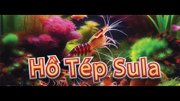 Hướng Dẫn Cách Setup Hồ Tép Sulawesi Cực Kì Đơn Giản Giúp Tép Khỏe Đẻ Nhiều.