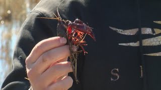 Louisiana farmers say good crawfish season expected Information