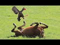 These Roosters Proved That Size Don't Matter