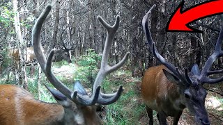 🦌 POWERFUL DEER ANTLERS - A HERD OF BULL DEER PASSED CLOSE TO THE TRAIL CAMERA