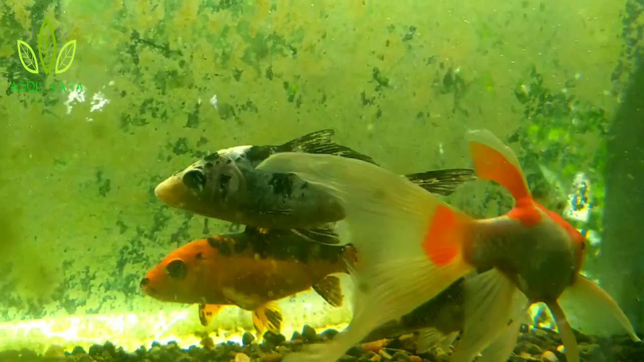Pelihara Ikan  Koi  di aquarium  berlumut YouTube