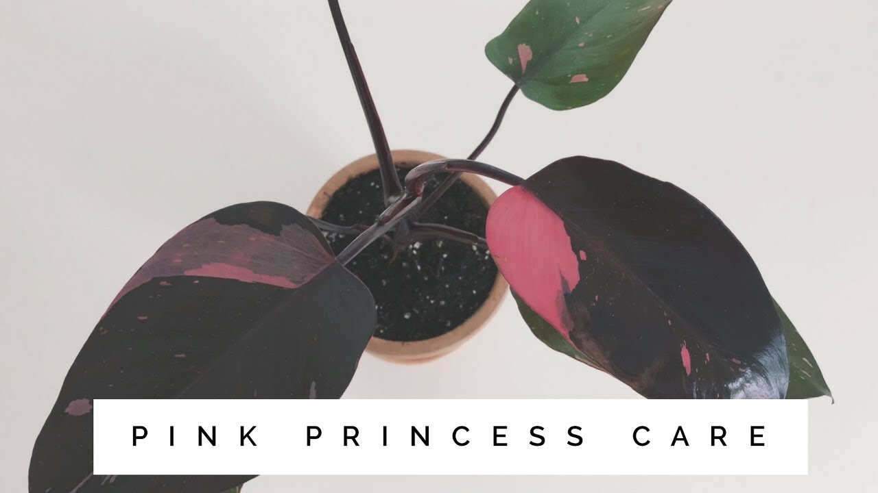 Philodendron pink princess