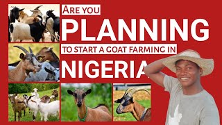 Tips on how to START a GOAT farm in Nigeria if you're a BEGINNER