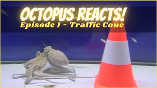 Octopus Reacts to Traffic Cone  Episode 1