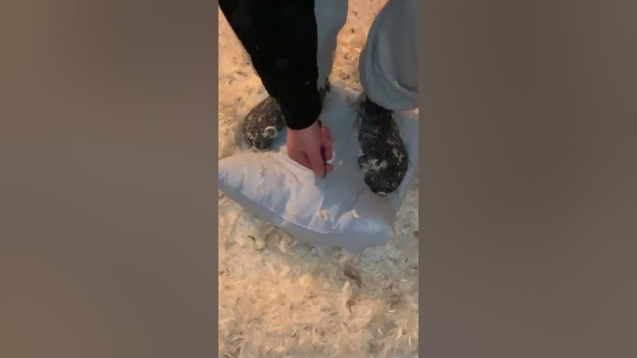 feather pillow ripping YouTube
