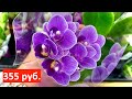завоз ОРХИДЕЙ новые КОРЕНАСТЫЕ орхидеи за 355 и 544 рубля