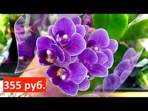 Video: Фаленопсис орхидеясы жалкоо үчүн гүлбү?