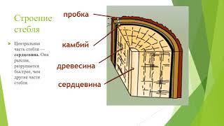 Строение Стебля Биология 7 Класс