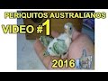 PERIQUITOS AUSTRALIANOS inicio de reproducción  1er video