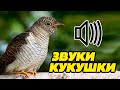 Звук кукушки: как кукует кукушка?