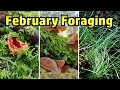 February Foraging - Scarlet Elf Cup, Wood Ears, Crow Garlic