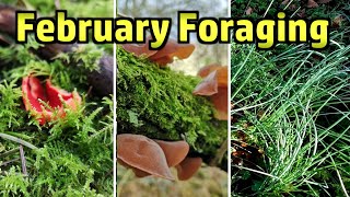 February Foraging  Scarlet Elf Cup, Wood Ears, Crow Garlic