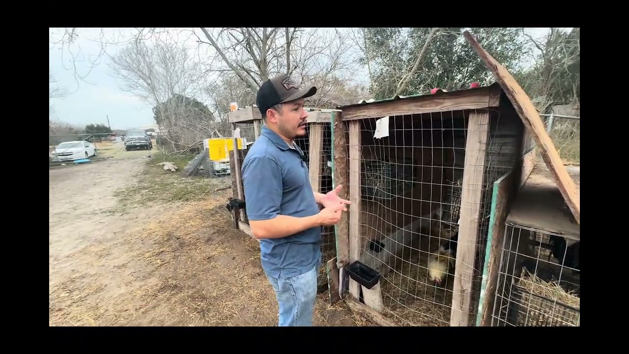 Gallinas culecas parte 2 y más información 