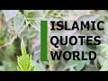 Islamic quotes world