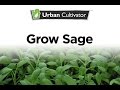 How To Grow Sage Indoors | Urban Cultivator