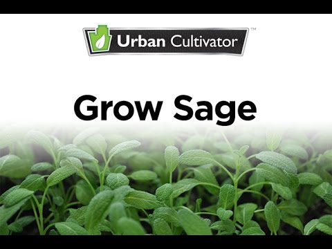 How To Grow Sage Indoors | Urban Cultivator