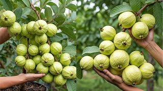 LIVE🔴🌿How to Grow Guava Tree from Cuttings (Fast & Easy Method!)100% Success Rate #livestream #live