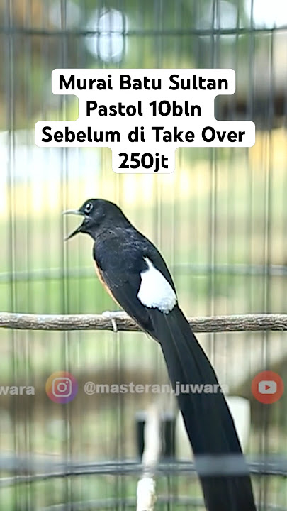 Murai Sultan Pastol 10bln Laku 250jt Deal dirumah tanpa pantau gantangan 🔥🔥
